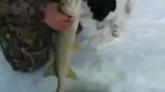 Собачонка и прорубь - смотреть видео (0:55)
