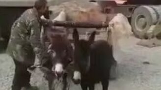 Перегрузили ослов - смотреть видео (0:39)