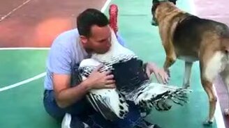 Животные тоже любят внимание - смотреть видео (3:07)