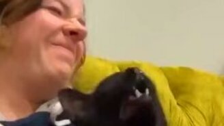 Котяра чихнул - смотреть видео (0:22)