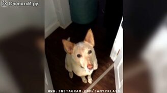 Сборник смешного и курьёзного за последнее время - смотреть видео (11:06)