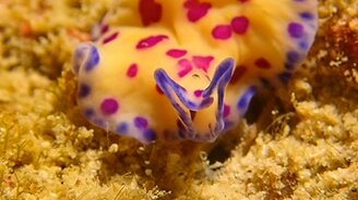 Цветастый плоский червь - смотреть видео (1:48)