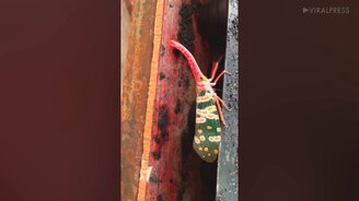 Красивый цветной жук - смотреть видео (0:17)