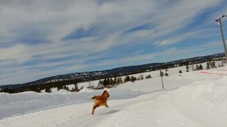 Позитив с собакой на горе - смотреть видео (0:58)