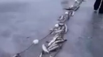 Сеть, полная форели - смотреть видео (1:23)