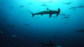 Полно рыбы-молота! - смотреть видео (0:48)