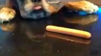 Кто умнее, тот и съел - смотреть видео (0:25)