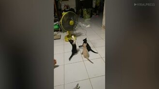 Чем занять котят - смотреть видео (0:25)