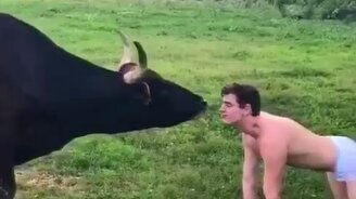 Получил поцелуй от коровы - смотреть видео (0:13)