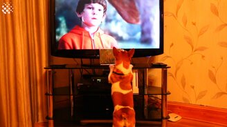 Питомцы и телевизор - смотреть видео (7:49)