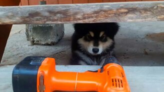 Щенок против шуруповёрта - смотреть видео (0:43)