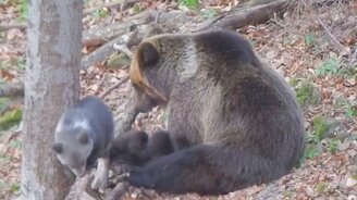 Медведица с медвежатами в лесу - смотреть видео (1:42)