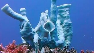 Опера рыбы-лягушки - смотреть видео (0:40)