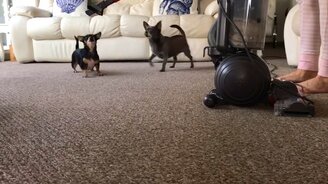 Собаки против пылесосов - смотреть видео (8:52)