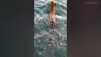 Встретили плывущего ягуара - смотреть видео (0:45)