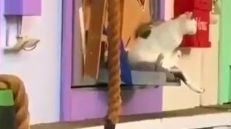 Кошачья эстафета - смотреть видео (1:00)