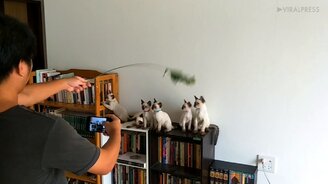 Как сфотографировать котят - смотреть видео (0:24)