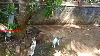 Погоня кошки за мышкой - смотреть видео (1:58)