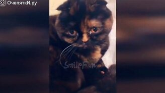 Весёлые коты и смешные кошки - смотреть видео (10:40)