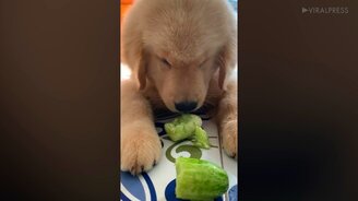 Щенок ест огурец - смотреть видео (0:31)