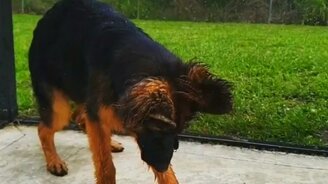 Овчарёнок и водный фонтанчик - смотреть видео (1:00)