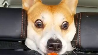 Сосиска моя! - смотреть видео (0:05)