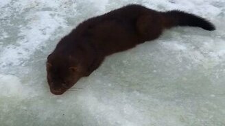 Рыбак угощает норку - смотреть видео (0:48)