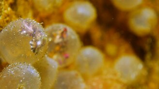 Каракатица вылупляется - смотреть видео (0:37)