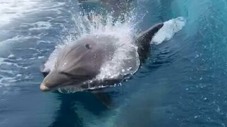 Дельфины сопровождают катер - смотреть видео (0:58)