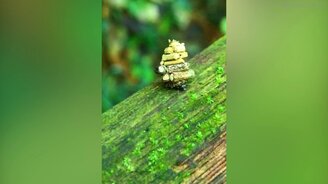 Мотылёк-силач - смотреть видео (0:34)