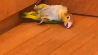 Попугай, что с тобой? - смотреть видео (0:31)