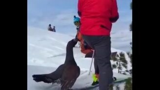 Глухарь прогоняет чужаков - смотреть видео (0:57)