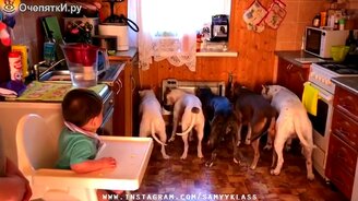 Приколы со взрослыми. детьми и зверушками - смотреть видео (9:47)