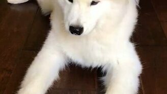 Милая смерть самоеда - смотреть видео (0:03)