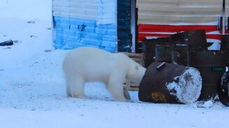 Полярный медведь забрёл во двор - смотреть видео (1:07)