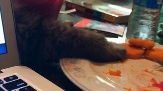 Операция кота-воришки - смотреть видео (0:10)