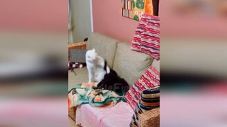 Сборник смешного с кошками - смотреть видео (11:22)