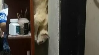 Когда боишься прыгать вниз - смотреть видео (0:05)