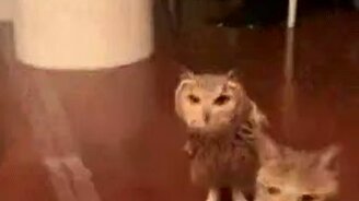 Я тоже хочу играть - смотреть видео (0:57)