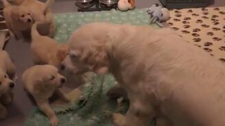 Быстро успокоились! - смотреть видео (2:39)