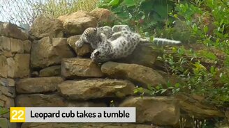 Смешные провалы животных - смотреть видео (3:09)