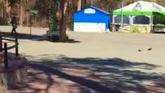 "Кот" задерживает вора - смотреть видео (0:15)