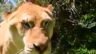 Как выглядит лигр? - смотреть видео (0:30)