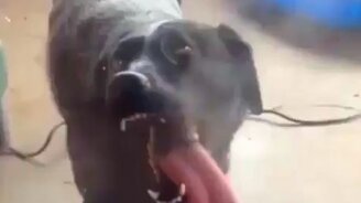 Собака Баскервилей: новая версия - смотреть видео (0:30)