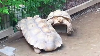 Черепаха помогла черепахе - смотреть видео (0:28)