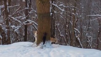 Хаски и белка зимой - смотреть видео (0:14)