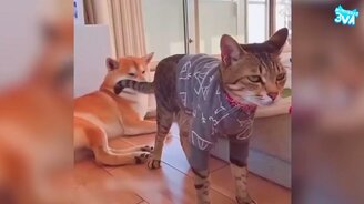 Приколы с разными животными - смотреть видео (6:49)