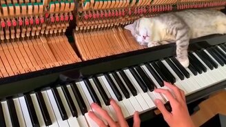 Кот спит на пианино - смотреть видео (2:21)
