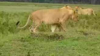 Не страшны мне крупные кошки! - смотреть видео (1:21)