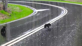 Медведица учит детей переходить дорогу - смотреть видео (1:24)